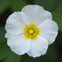 the most beautiful flower on earth. national geographic wildlife nature photography. 8 k.