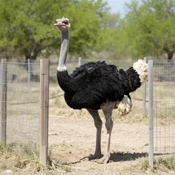 An ostrich in stockades, cartoon photography. Cartoon in real life
