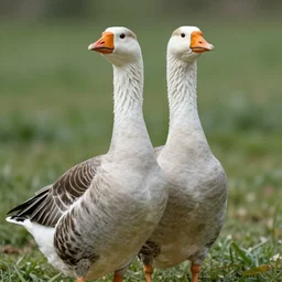 Chad goose with thick jawline, golden ratio, photorealistic, beautiful, symmetric
