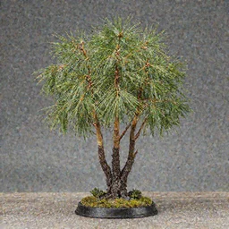 a nothofagus model figurine