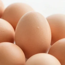 chicken ( ( ( ( ( ( ( ( ( egg ) ) ) ) ) ) ) ) ), trending on unsplash, portrait!!