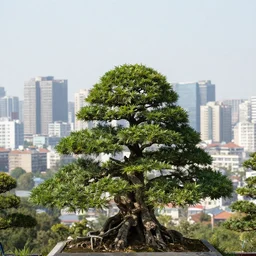 a city on top of a bonsai tree, realistic