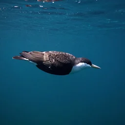 underwater bird
