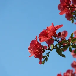 blue sky red flower