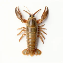 dutch golden age isopod portrait