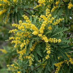 frangula californica