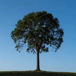 lonely tree, blue sky, summer evening, kenton nelson