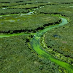 green toxic landscape