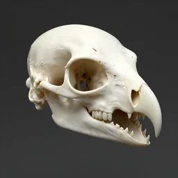 falcon monster skull with a beak, realistic