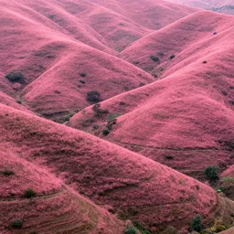 lush pink hillsides