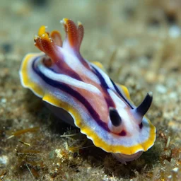 nudibranch prosciutto undersea national geographic