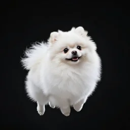 White fluffy Pomeranian floating though space