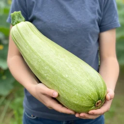 a person holding the world's biggest zucchini