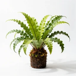 chibi staghorn fern, high detail photograph, full body, isolated on a pure white background, centered, entire subject in frame, sharp focus, soft studio lighting