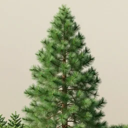 pine tree texture