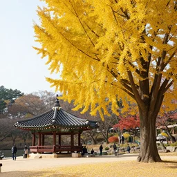 colorful autumn with yellow ginkgo tree and korean style pavilion at nami island, south korea. korean winter nature, namiseom island, south korea, style pavilion, tree, autumn, colorful, yellow, island, korea, style, ginkgo, korean, south, pavilion, nami, nature, landscape, background, sky, forest, people, spring, summer