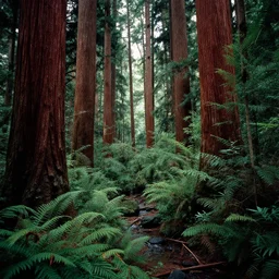 lush redwood montain creek forest, dense vegetation, against light, bright details, contrasting, daylight, highly detailed, by dieter rams 1 9 8 0, national geographic magazine, reportage photo, natural colors