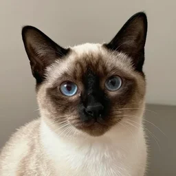 siamese cat as a rapper