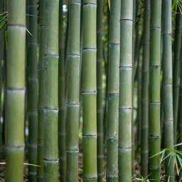bamboo jungle, photography, nature, award winning, 4 k