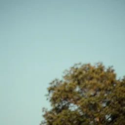 Nostalgic Photograph of clear sky with out-of-focus tree in the foreground