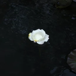 a pool of black water with a single white rose petal floating on the surface greg rutkowski alphonse mucha artgerm atmospheric lighting unreal render octane render beautiful