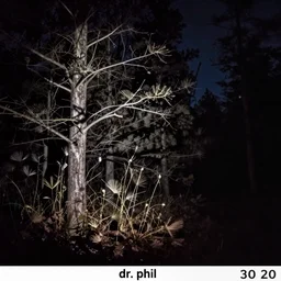 nighttime trailcam footage of dr. phil
