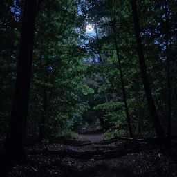 The forest lay very quiet and still. It was night, yet a faint moonlight filtered through the leafy canopy overhead; for this place was in that part of Earth where there is no change from day to night.