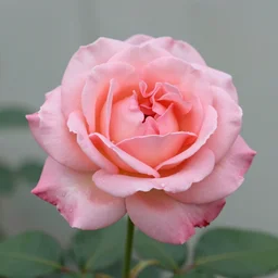 photo of a rose by alan drake
