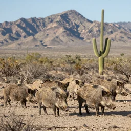 photo of a pack of wild pigs, in the Texas desert, cactus, desert mountains, big bend, 50mm, beautiful photo,