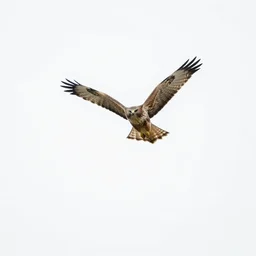 full view, from a distance, a hawk spreading it's wings against a white background
