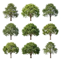 full color page scan reference sheet of various trees, matte painting,