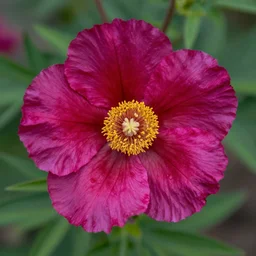poisonous flowers