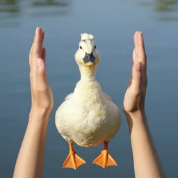 duck with human arms human arms human arms