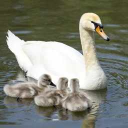 a crossbreed of wild duck and a swan, with chicks, photo