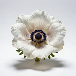 fluffy anemone flower, professional studio photo, full body, isolated on a pure white background, centered, entire subject in frame, sharp focus, soft studio lighting