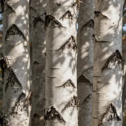 birch bark seamless texture