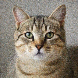 Photo of a cat called Primo
