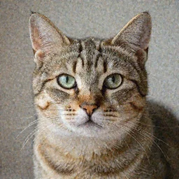 Photo of a cat called Primo