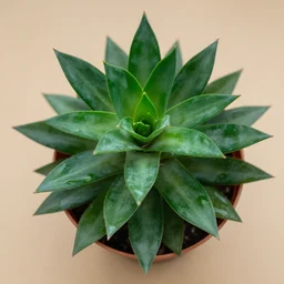 Jade plant