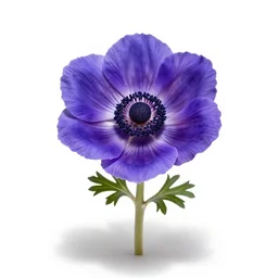 playful anemone flower, photorealistic wildlife photography, full body, isolated on a pure white background, centered, entire subject in frame, sharp focus, soft studio lighting