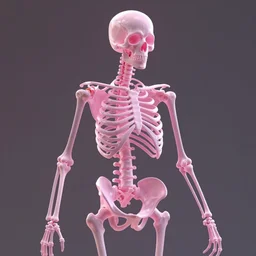 skeletal structure of a pink see - through fantasia