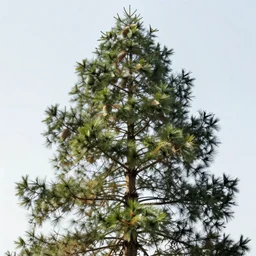 extra furry and hairy pinetree, realistic, 4 k, sharp focus, hyperrealistic, global illumination, raytracting