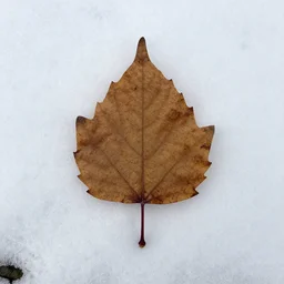 leaf in the snow