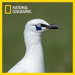 national geographic professional photo of vileplume, award winning