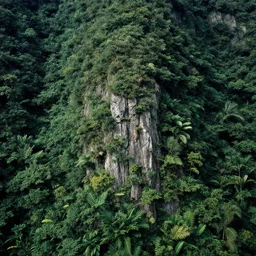 lush montain rocky forest, dense vegetation, against light, bright details, contrasting, daylight, highly detailed, by dieter rams 2 0 0 0, national geographic magazine, reportage photo, natural colors