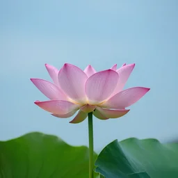 lotus in the sky