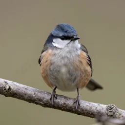 Spurlybird