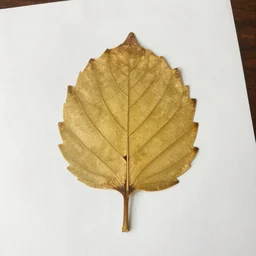 photography of a pressed leaf on paper by bergler 8 k wide angle realistic