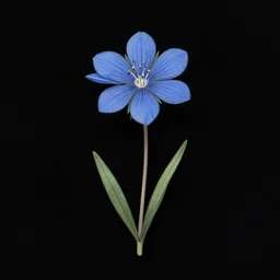 botanical illustration of a single blue thin flower on a black background