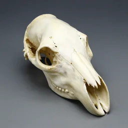 a fancy dog head skull